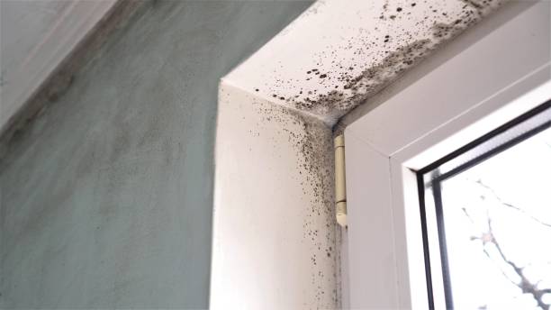 Best Mold Prevention Services  in Pennington Gap, VA