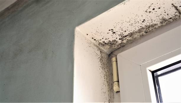 Best Black Mold Removal  in Pennington Gap, VA